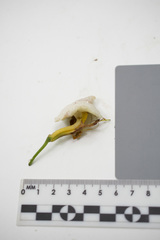 Exobasidium horvathianum
