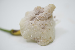 Exobasidium horvathianum