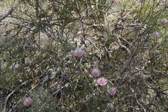 Isopogon divergens