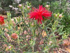 Drosanthemum micans