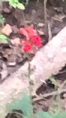 Silene virginica