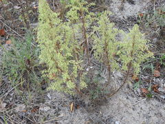 Artemisia campestris caudata