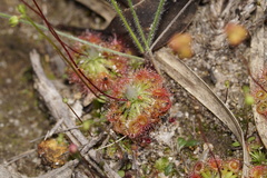 Drosera spilos