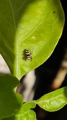 Heliophanus tribulosus