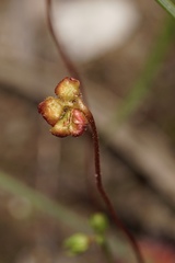 Drosera spilos