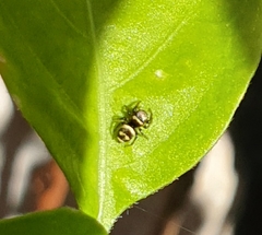 Heliophanus tribulosus