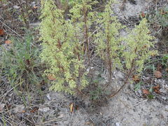 Artemisia campestris caudata