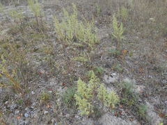 Artemisia campestris caudata