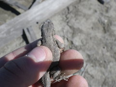 Sceloporus occidentalis occidentalis