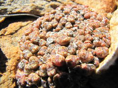 Conophytum luckhoffii