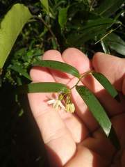 Geitonoplesium cymosum