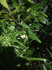 Geitonoplesium cymosum