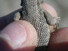 Sceloporus occidentalis occidentalis