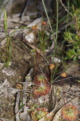 Drosera spilos