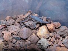 Pseudolychas pegleri