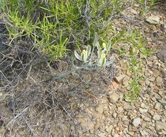 Albuca longipes