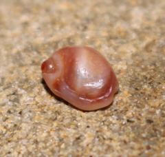 Nassarius kraussianus