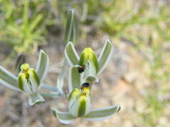 Albuca longipes