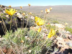 Euryops wageneri