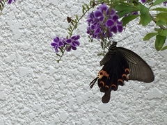 Papilio demetrius