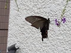Papilio demetrius