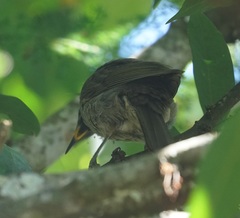 Bolemoreus frenatus