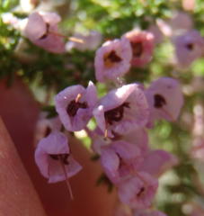 Erica newdigatei