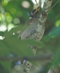 Bolemoreus frenatus