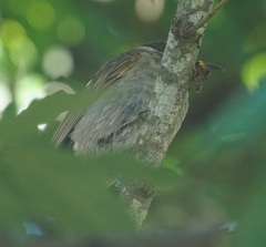 Bolemoreus frenatus