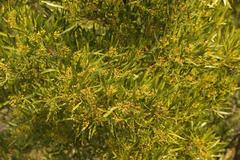 Dodonaea viscosa angustifolia