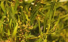 Dodonaea viscosa angustifolia