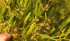 Dodonaea viscosa angustifolia
