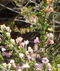 Erica newdigatei