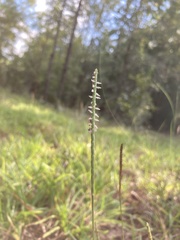 Eremochloa ophiuroides