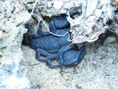 Cheloctonus intermedius