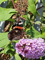 Vanessa atalanta
