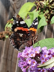 Vanessa atalanta