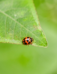 Cheilomenes sexmaculata