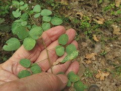 Desmodium marilandicum