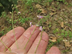 Desmodium marilandicum