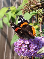 Vanessa atalanta