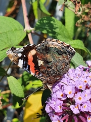 Vanessa atalanta