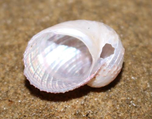 Granata sulcifera