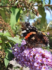 Vanessa atalanta