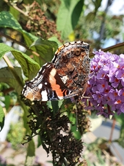 Vanessa atalanta