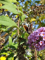 Vanessa atalanta
