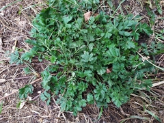 Potentilla tobolensis
