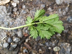 Potentilla tobolensis