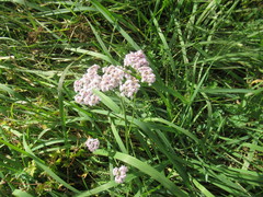Achillea asiatica