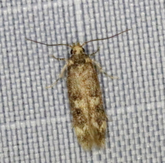 Trypanisma prudens